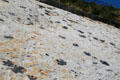 Exposed dinosaur tracks at Dino Ridge. CO.