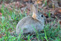 Urban rabbit. Colorado Springs, CO.