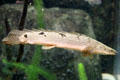 Palmas Bichir a fish which can breathe air for short periods at Mystic Aquarium. Mystic, CT.