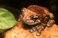 Amazon Milk Frog from South America at Mystic Aquarium. Mystic, CT.