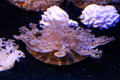 Upside-down jellies at Mystic Aquarium. Mystic, CT.