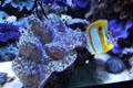 Giant clam at Mystic Aquarium. Mystic, CT.