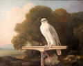 Greenland Falcon painting by George Stubbs at Yale Center for British Art. New Haven, CT.