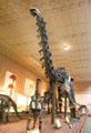 Apatosaurus from Jurassic period 150 million years ago at Yale Peabody Museum. New Haven, CT