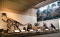 Dinosaur collection at Yale Peabody Museum. New Haven, CT.