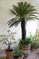 Conservatory with Sago palm at Tudor Place. Washington, DC.