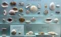 Sea shell classification display at National Museum of Natural History. Washington, DC.