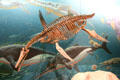 Ichthyosaur at National Museum of Natural History. Washington, DC.