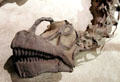Skull of <i>Camarasaurus lentus</i> fossil at National Museum of Natural History. Washington, DC.