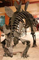 Cast of <i>Stegosaurus stenops</i> fossil at National Museum of Natural History. Washington, DC.