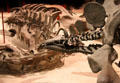Array of dinosaur skeletons at National Museum of Natural History. Washington, DC.