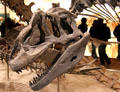Skull of <i>Allosaurus fragilis</i> fossil at National Museum of Natural History. Washington, DC.
