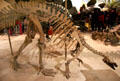 <i>Camptosaurus dispar</i> fossil at National Museum of Natural History. Washington, DC.