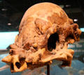 Skull cast of a Pachycephalosaurus at National Museum of Natural History. Washington, DC.