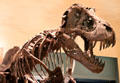 Cast of <i>Tyrannosaurus rex</i> fossil at National Museum of Natural History. Washington, DC.
