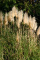 Grasses decorates garden. St Augustine, FL.