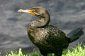 Double-crested Cormorant. FL.
