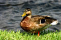 Mallard duck female. FL.