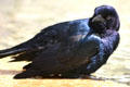 Brewer's Blackbird male. FL.