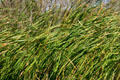 Sawgrass of the Everglades. FL.