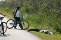 Cyclists meets alligator in Everglades National Park. FL.