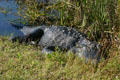 Alligator in the grass. FL.