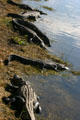 Row of alligators. FL.
