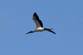 Wood stork in flight. FL.