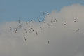 Formation of wood storks circle overhead. FL.