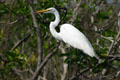 Great Egret. FL.