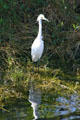Snowy Egret. FL.