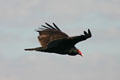 Turkey Vulture in flight. FL.