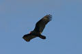 Turkey Vulture in flight. FL.