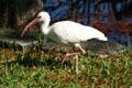 White Ibis. FL.