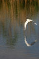 Snowy Egret in flight. FL.