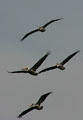 Pelicans in flight. FL.