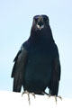 Boat-Tailed Grackle male. FL.