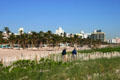Palms on Beach at Miami Beach. Miami Beach, FL.