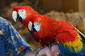 Macaws perform at Parrot Jungle Island. Miami, FL.