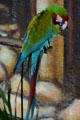 Macaw preens at Parrot Jungle Island. Miami, FL.