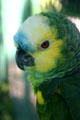 Blue fronted Amazon parrot at Parrot Jungle Island. Miami, FL.