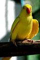 Indian Ringneck Parakeet at Parrot Jungle Island. Miami, FL.