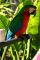 Macaw portrait at Parrot Jungle Island. Miami, FL.
