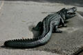 Alligator statues in public square. Orlando, FL.