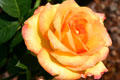 Orange rose in Leu Gardens. Orlando, FL.