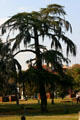 Pine tree in Colonial Park Burying Ground. Savannah, GA.