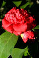 Camellia flower. Savannah, GA.