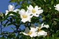 White Camellia flowers on shrub. Savannah, GA