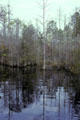 Wetland forest of Okefenokee swamp. GA.