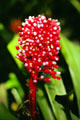 Red flower at Hawaiian Tropical Botanical Gardens, west of Hilo. Big Island of Hawaii, HI.